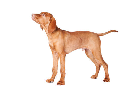 Een volwassen mannelijk vizsla-puppy, groot en pronkend met zijn slanke lichaamsbouw