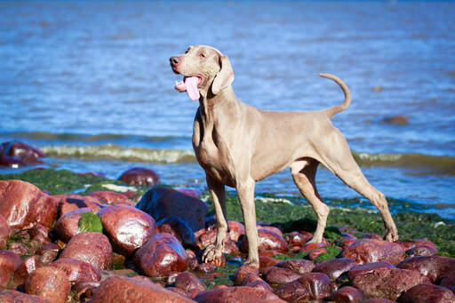 Een prachtige volwassen weimaraner, pronkend met zijn krachtige lichaamsbouw