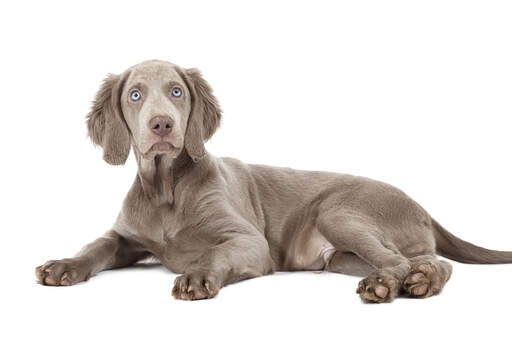 Een prachtig zachte weimaraner puppy met opvallende, bleke ogen