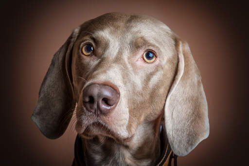 Een close up van een weimaraner's mooie, korte, zachte vacht