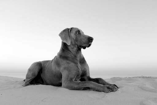 Een gezonde, volwassen weimaraner die mooi ligt, wachtend op een commando