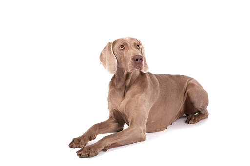 Een schattige weimaraner teef die netjes ligt te wachten op een commando