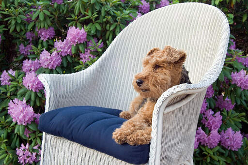 Een mooie welsh terrier genietend van een rustpauze op een stoel buiten