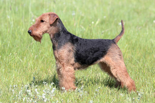 Een jonge welsh terrier pronken met zijn mooie, korte lichaam en pezige vacht