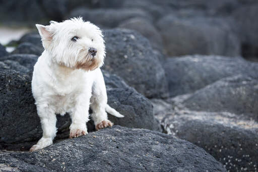 Een mooie west highland terriër met een mooie, witte vacht