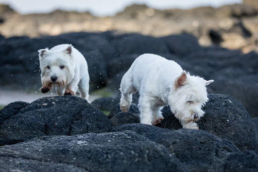 Twee west highland terrier's genieten van elkaars gezelschap op de rotsen