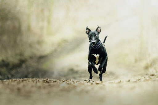 Een mooie, zwart-witte jonge whippet die in volle sprint