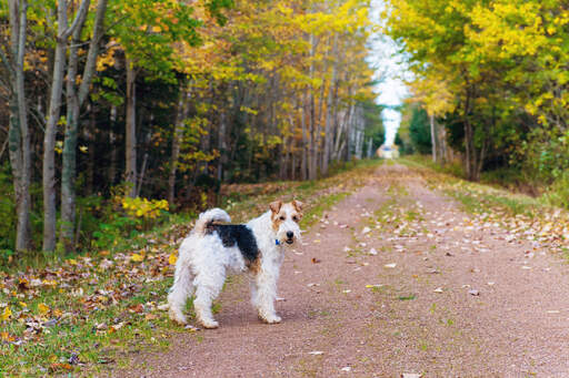 Een mooie, volwassen draad fox terrier genietend van wat beweging buiten