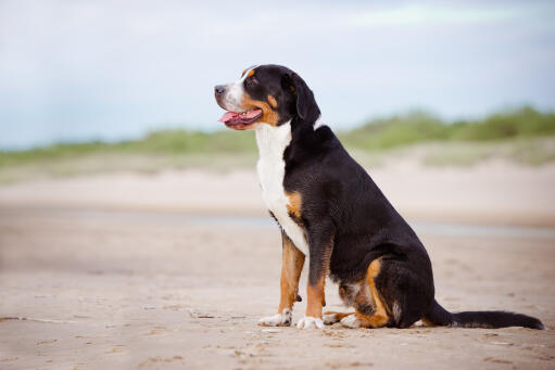 Groot-zwitser-berg-strand