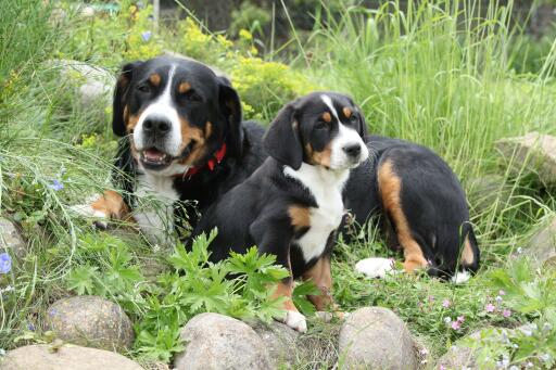 Groot-zwitser-berg-familie