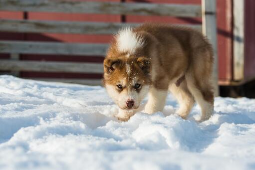 Groenland-hond-puppy
