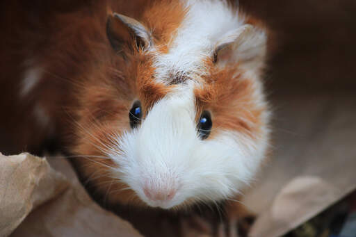 Een close up van de mooie grote ogen van een abessijnse cavia