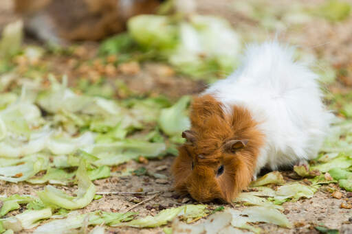 Een abessijnse cavia met een mooie witte en rode vacht