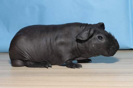 Een zwarte haarloze magere cavia met een smerige harige neus