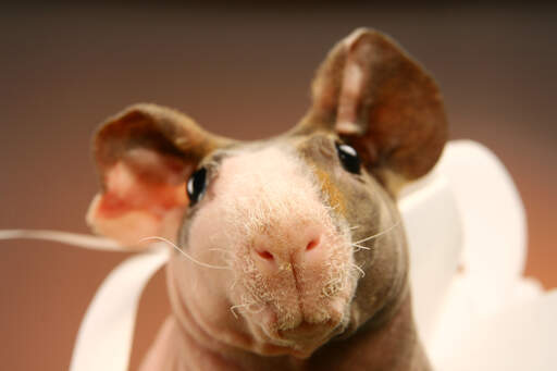 Een close up van een magere cavia's prachtige harige neus