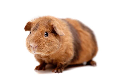 Een close up van een teddy cavia's mooie kleine roze neus