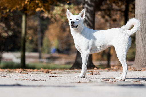 Kanaanhund-buiten