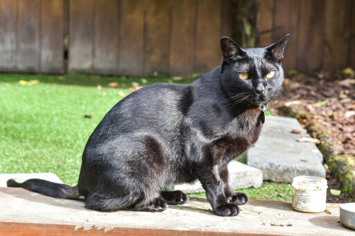 Mandalay kat zittend in een tuin