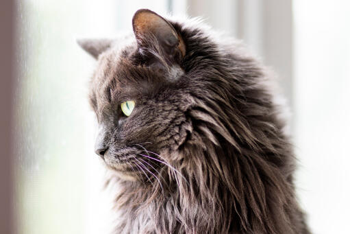 Close up kopfoto van pluizige nebelung kat die opzij kijkt