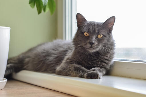Nebelung kat ontspannen op een vensterbank