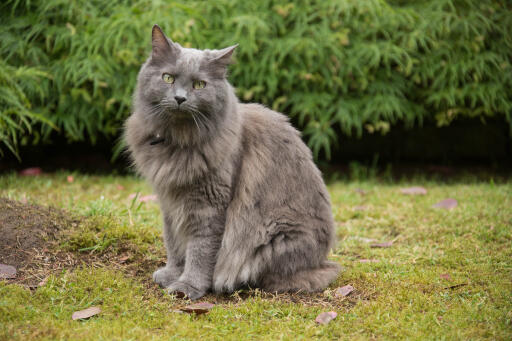 Nebelung kat zittend in een tuin