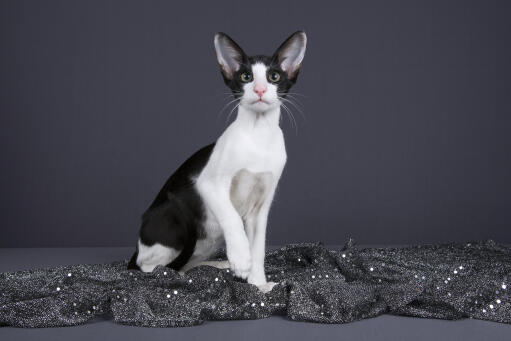 Zwart-witte oosterse tweekleurige kat tegen grijze achtergrond