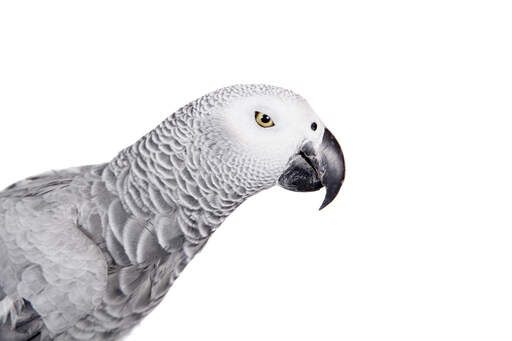 Een close up van de prachtige ogen van een afrikaans grijze papegaai