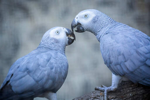 Twee prachtige afrikaanse grijze papegaaien op een tak