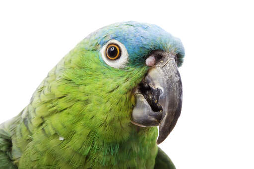Een close up van de prachtige ogen van een blauwvleugel papegaai