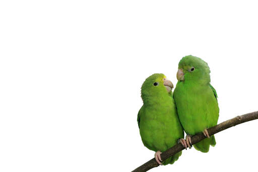 Twee prachtige blauw gevleugelde papegaaiachtigen op een zitstok samen