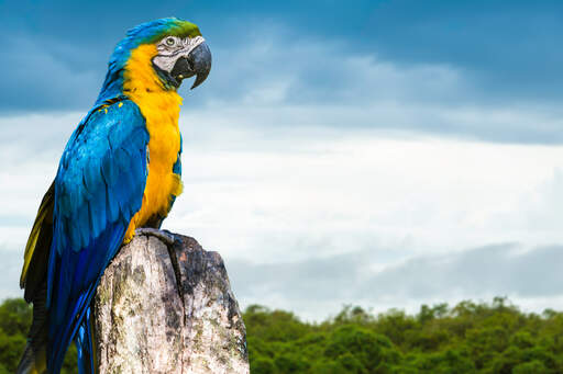 Een prachtig blauw en geel ara's ongelooflijk kleurenpatroon