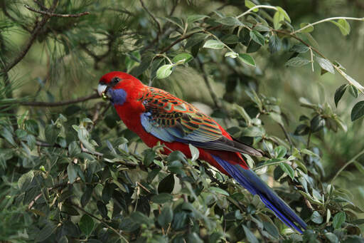 Een karmozijnrode rosella's ongelooflijke kleurpatroon vleugels