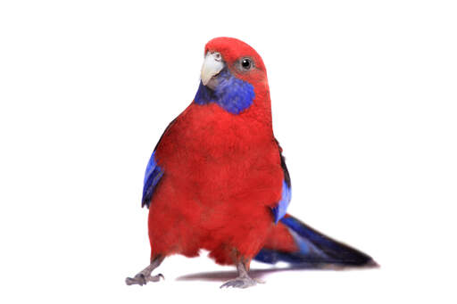 Een karmozijnrode rosella die pronkt met zijn mooie karmozijnrode borst