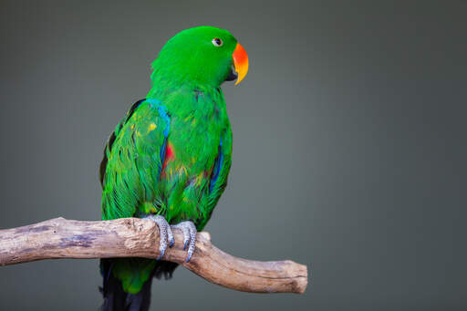 De prachtige groene en blauwe vleugelveren van een eclectus papegaai
