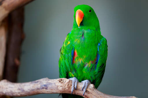 De ongelooflijke groene topveren van een eclectus papegaai