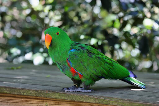 Een eclectus papegaai die pronkt met zijn prachtige, groene en paarse staartveren