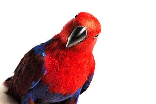 De krachtige, rode borstkleuren van een eclectus papegaai