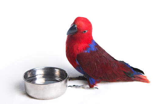 Een eclectus papegaai die drinkt uit zijn waterbak