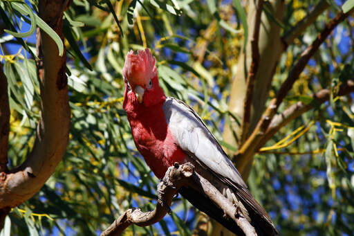 Een rose breasted galah