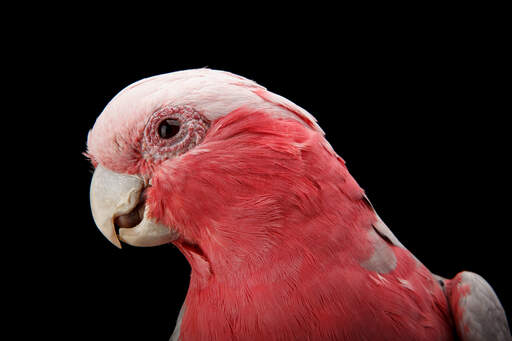 Een close up van een rose breasted galah