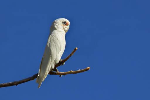 Een prachtige kleine corella hoog op een tak