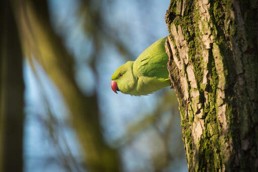 De mooie, rode snavel van een rose ringed parkiet