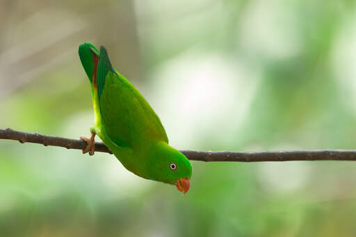 De prachtige groene veren van een lenteklok papegaai