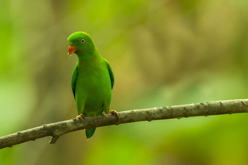 Een mooie, kleine lenteklok papegaai die op een tak zit