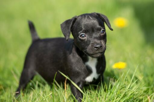 Patterdale-terrier-puppy