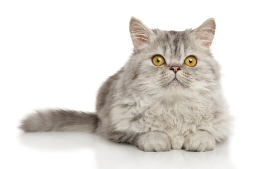 Perzische tinnen kat liggend tegen een witte achtergrond