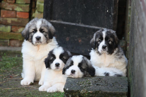 Pyreneese-mastiff-puppy's