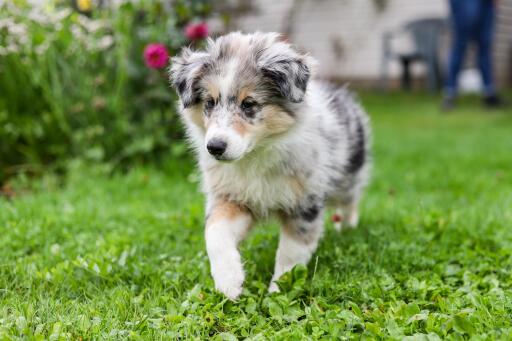Shetland-schaapshond-puppy