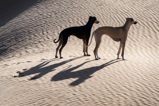 Sloughi-twee-honden-in-woestijn