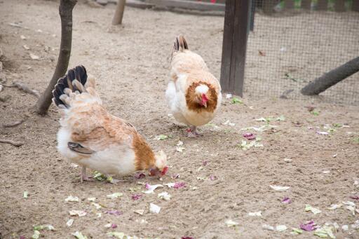 Een paar sulmtaler kippen die op de grond pikken...